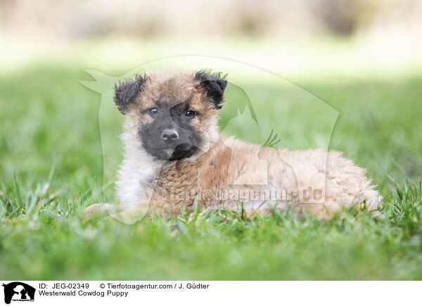 Westerwald Cowdog Puppy / JEG-02349
