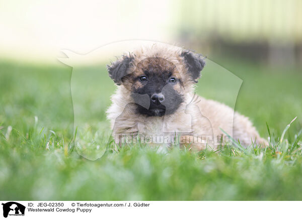 Westerwald Cowdog Puppy / JEG-02350