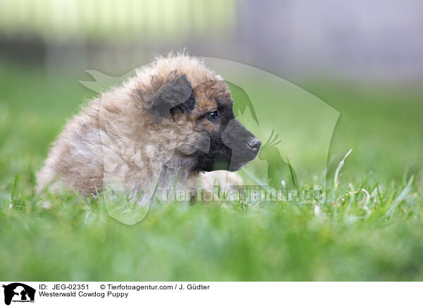 Westerwald Cowdog Puppy / JEG-02351