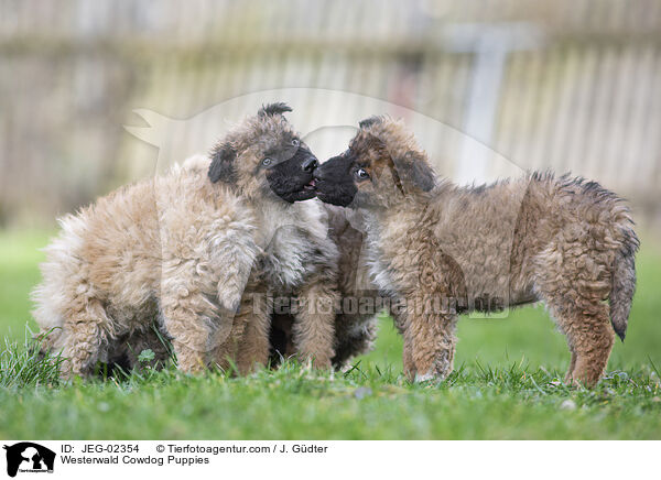 Westerwald Cowdog Puppies / JEG-02354