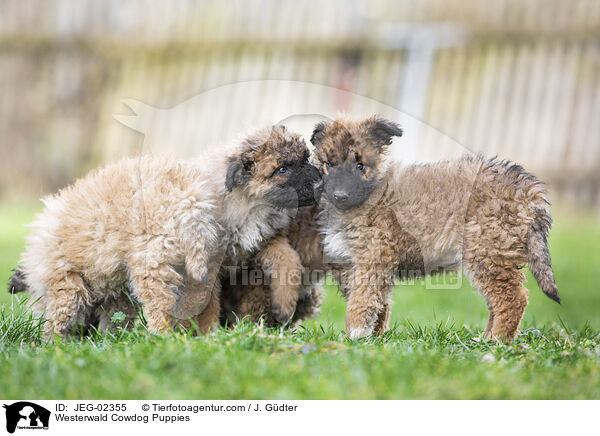 Westerwald Cowdog Puppies / JEG-02355