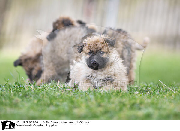 Westerwald Cowdog Puppies / JEG-02356