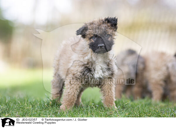 Westerwald Cowdog Puppies / JEG-02357