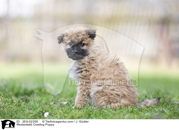 Westerwald Cowdog Puppy / JEG-02358
