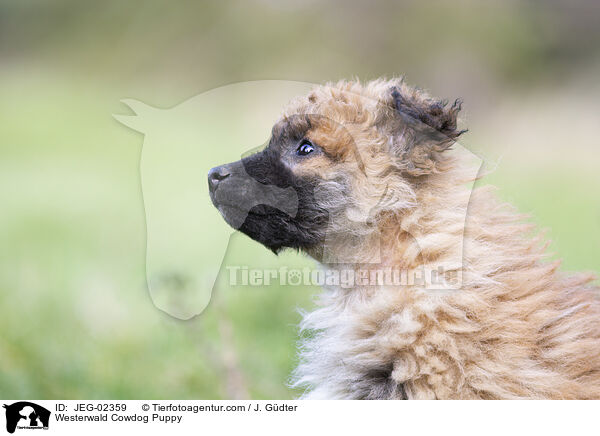 Westerwlder Kuhhund Welpe / Westerwald Cowdog Puppy / JEG-02359