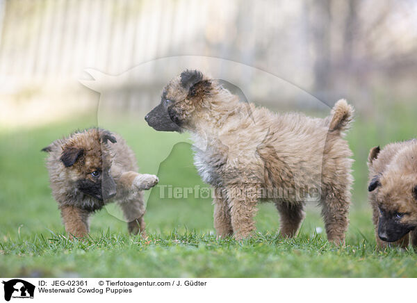 Westerwald Cowdog Puppies / JEG-02361