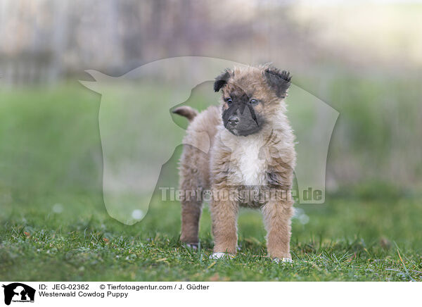 Westerwlder Kuhhund Welpe / Westerwald Cowdog Puppy / JEG-02362