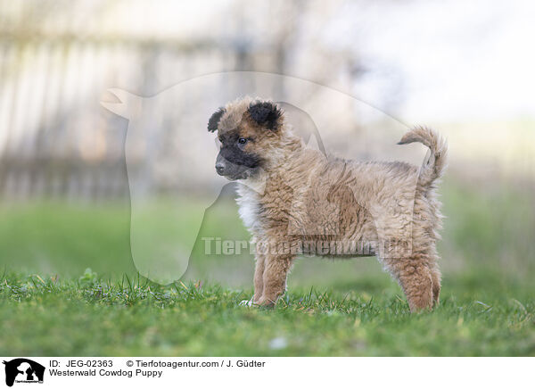 Westerwlder Kuhhund Welpe / Westerwald Cowdog Puppy / JEG-02363