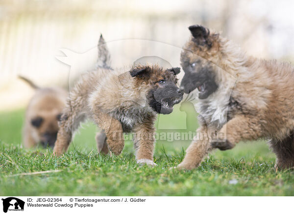 Westerwald Cowdog Puppies / JEG-02364
