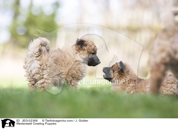 Westerwald Cowdog Puppies / JEG-02368