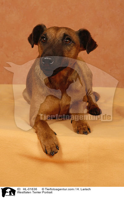 Westfalen Terrier Portrait / HL-01636