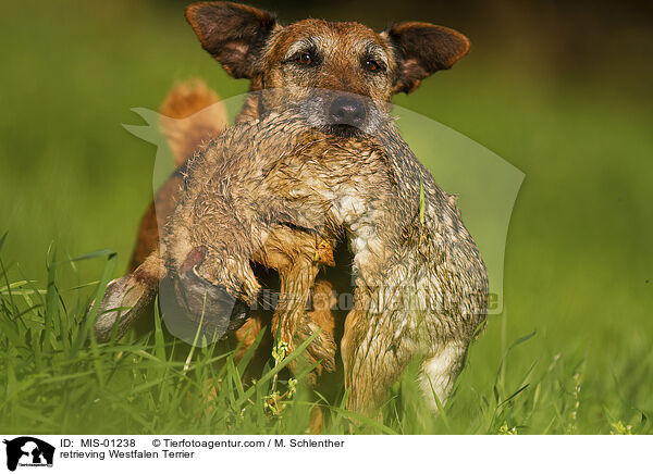 retrieving Westfalen Terrier / MIS-01238