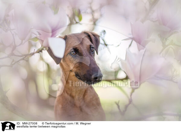westfalia terrier between magnolias / MW-27008