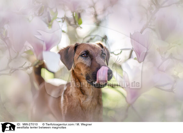 westfalia terrier between magnolias / MW-27010