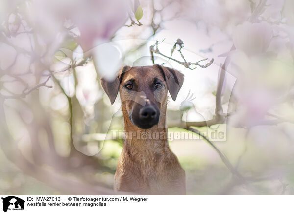 westfalia terrier between magnolias / MW-27013