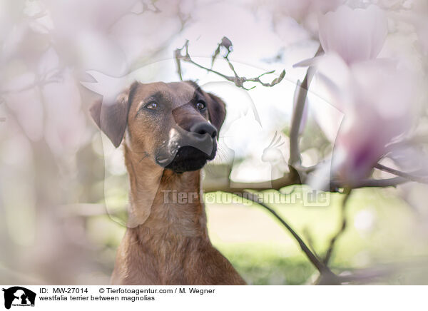 westfalia terrier between magnolias / MW-27014