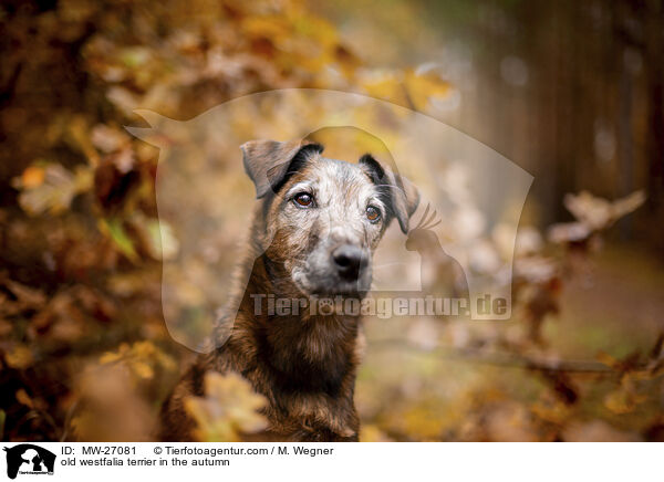 alter Westfalenterrier im Herbst / old westfalia terrier in the autumn / MW-27081