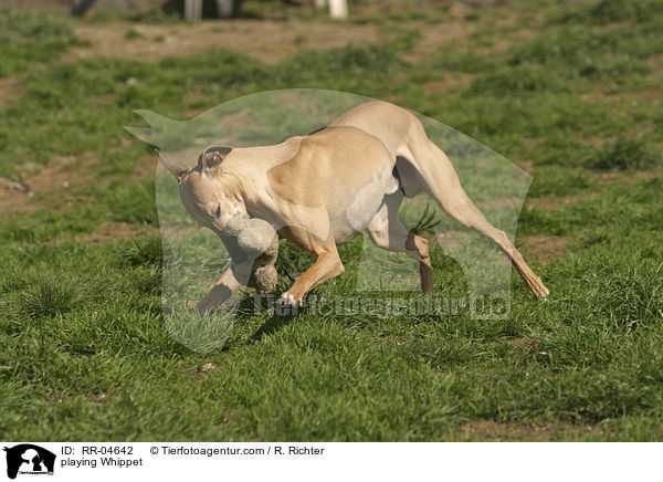 playing Whippet / RR-04642