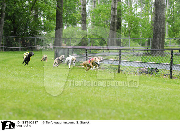 dog racing / SST-02337
