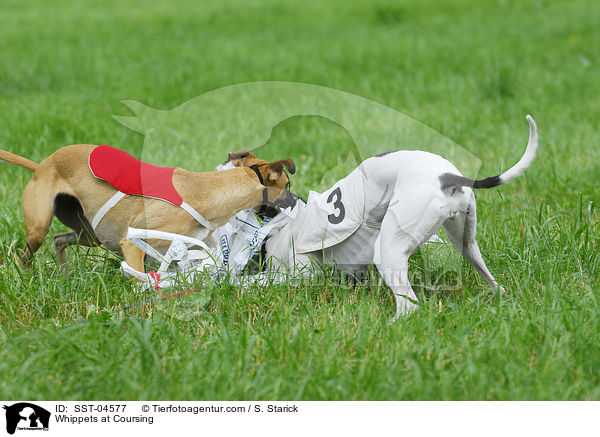 Whippets at Coursing / SST-04577