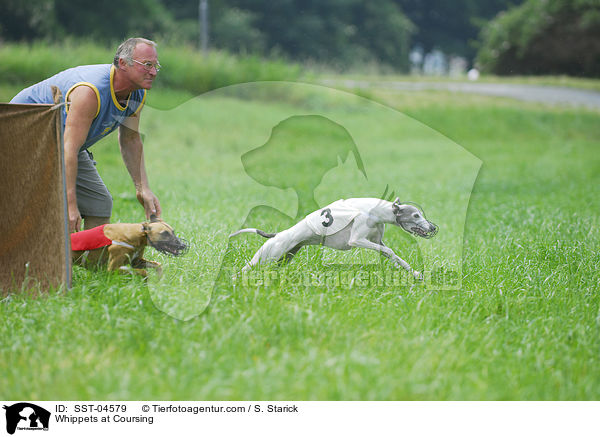 Whippets at Coursing / SST-04579