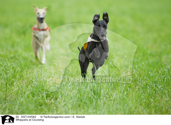Whippets at Coursing / SST-04582