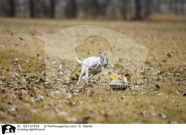 rennender Whippet / running sighthound / SST-07654