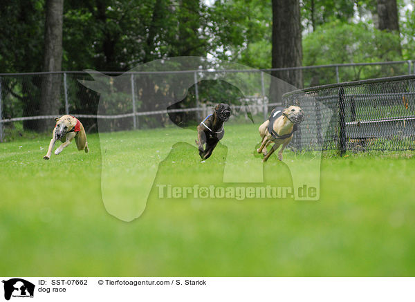 dog race / SST-07662