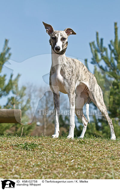 standing Whippet / KMI-02758