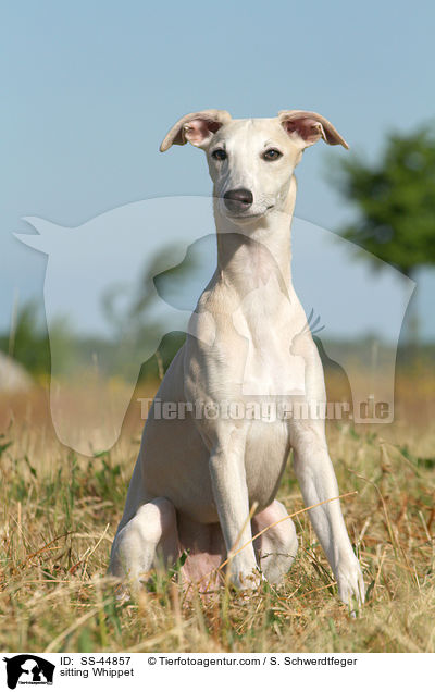 sitting Whippet / SS-44857