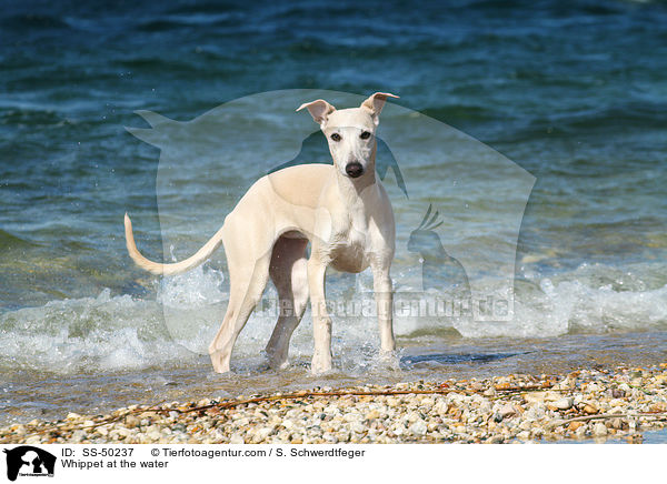 Whippet at the water / SS-50237