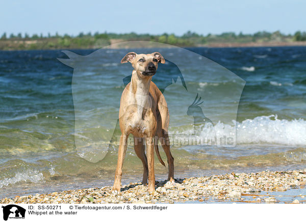Whippet at the water / SS-50271
