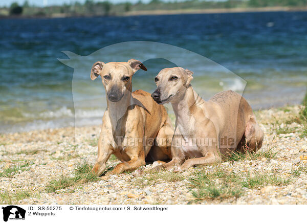 2 Whippets / SS-50275