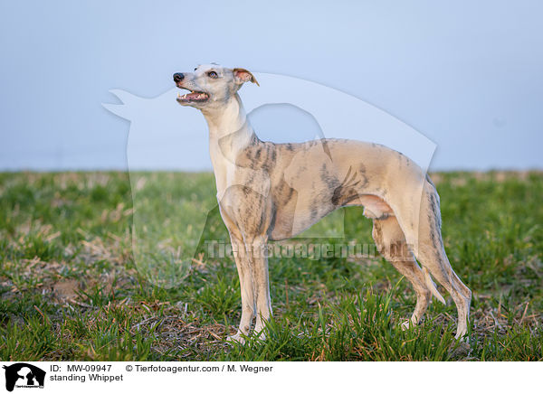 standing Whippet / MW-09947