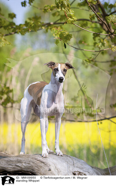 standing Whippet / MW-09950