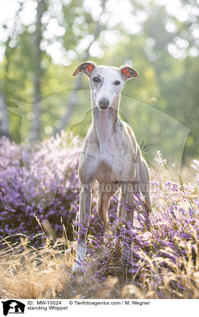 standing Whippet / MW-10024