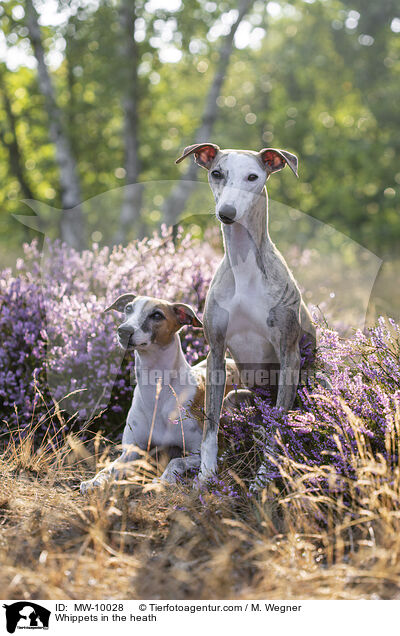 Whippets in the heath / MW-10028