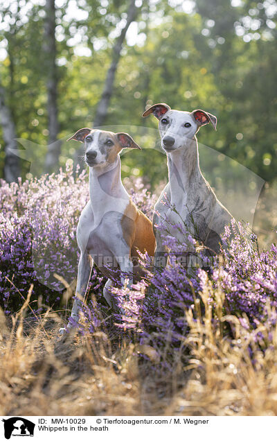 Whippets in the heath / MW-10029