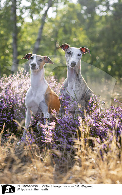 Whippets in the heath / MW-10030