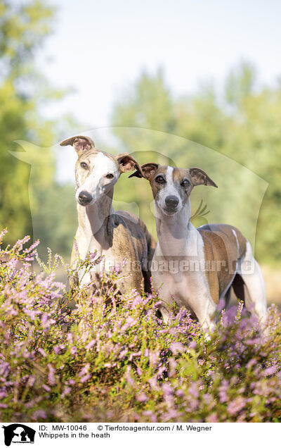 Whippets in the heath / MW-10046