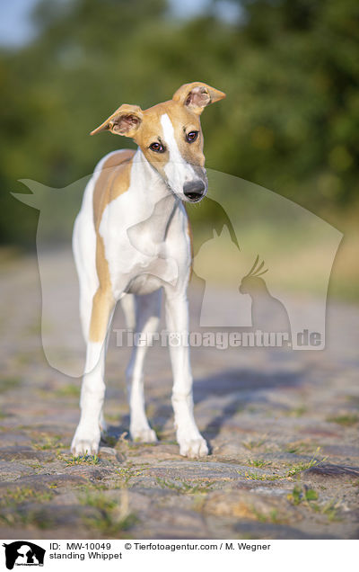 standing Whippet / MW-10049