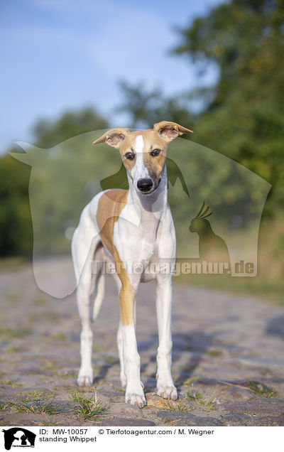 standing Whippet / MW-10057