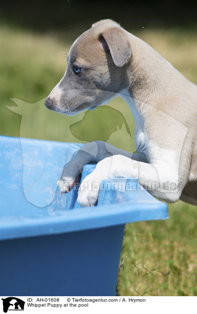 Whippet Puppy at the pool / AH-01608