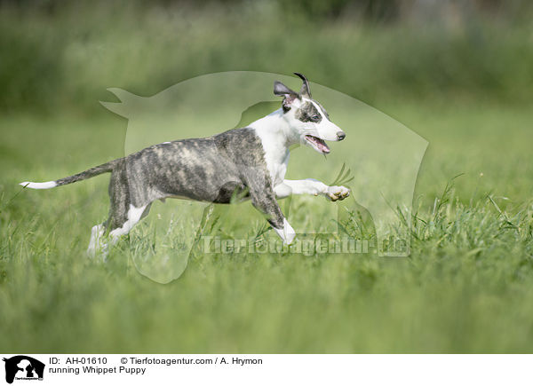 running Whippet Puppy / AH-01610