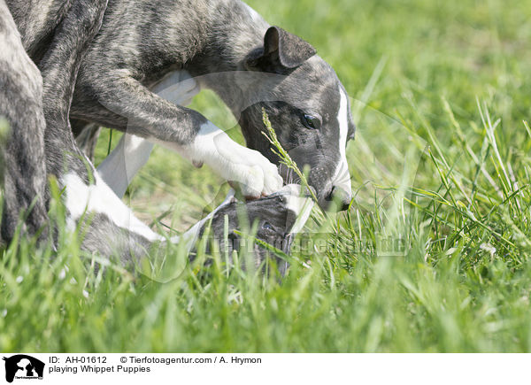 playing Whippet Puppies / AH-01612