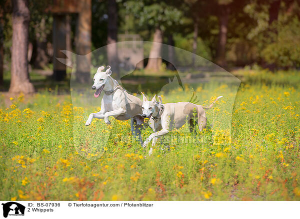 2 Whippets / BS-07936