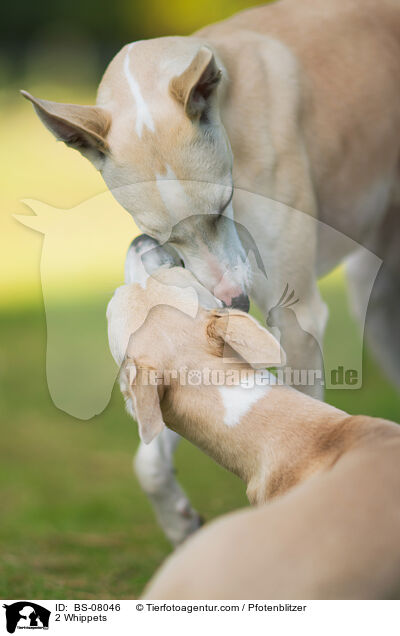 2 Whippets / BS-08046