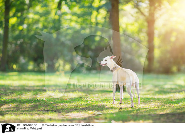 standing Whippet / BS-08050