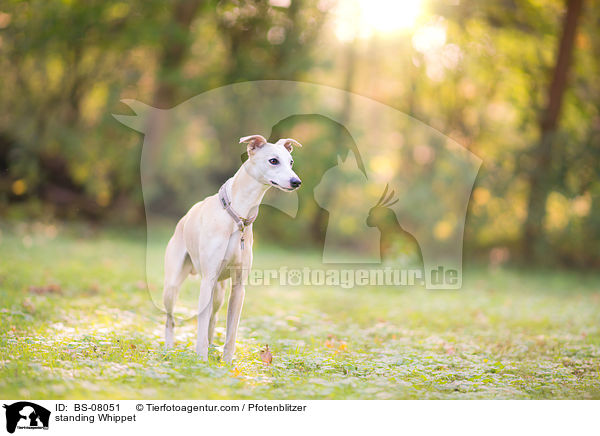 standing Whippet / BS-08051