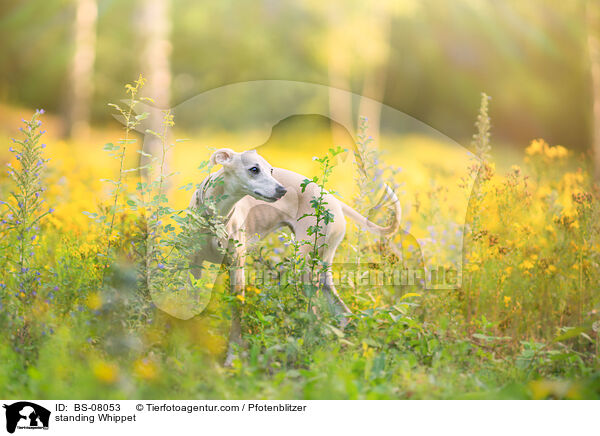 standing Whippet / BS-08053